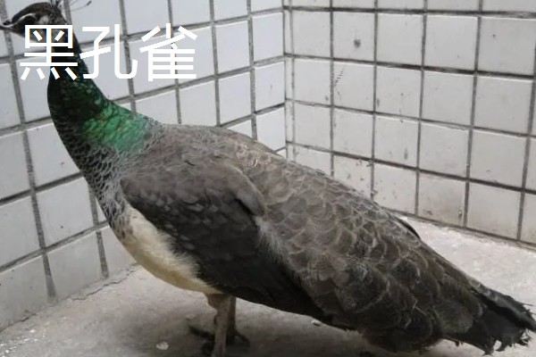 孔雀和锦鸡会飞吗,孔雀的飞行距离比锦鸡更远