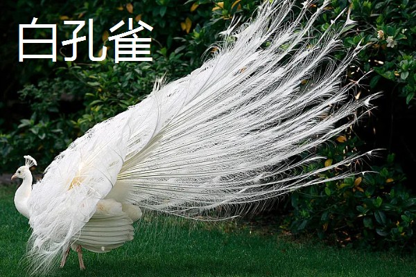 孔雀和锦鸡会飞吗,孔雀的飞行距离比锦鸡更远