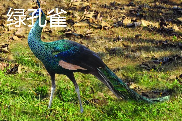 孔雀和锦鸡会飞吗,孔雀的飞行距离比锦鸡更远