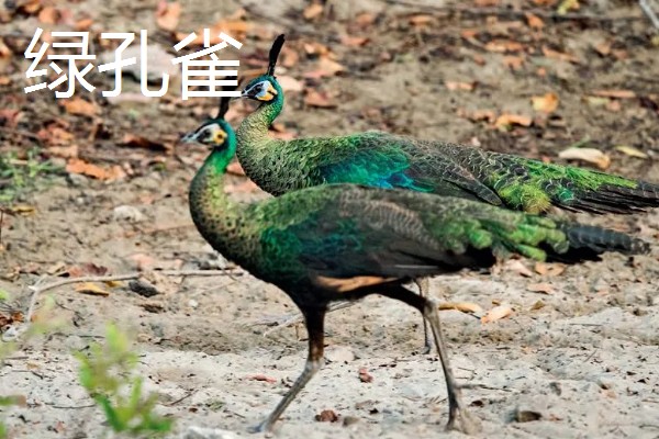 孔雀和锦鸡会飞吗,孔雀的飞行距离比锦鸡更远