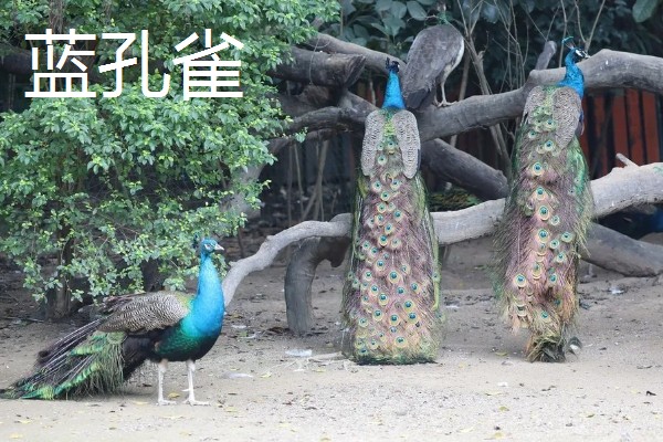 孔雀和锦鸡会飞吗,孔雀的飞行距离比锦鸡更远