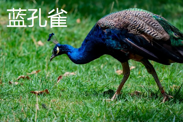 孔雀和锦鸡会飞吗,孔雀的飞行距离比锦鸡更远