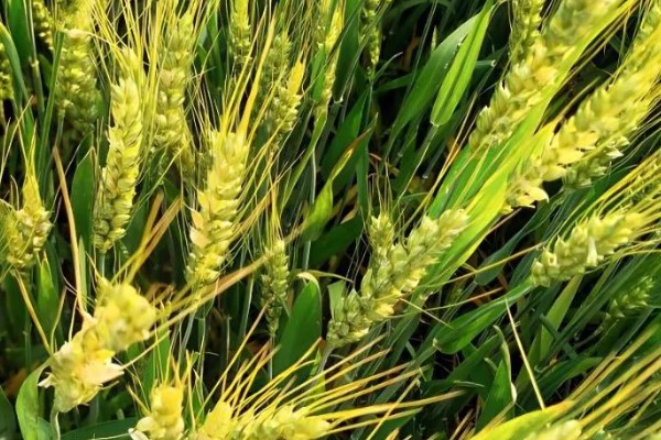 观35小麦种的特征特性,穗粒数为38-41粒
