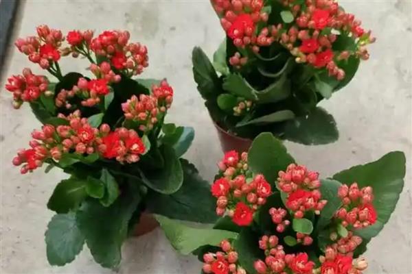 长寿花叶子发软如何处理，夏季每隔1-3天浇一次水