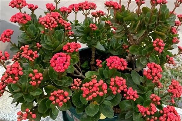 长寿花叶子发软如何处理，夏季每隔1-3天浇一次水