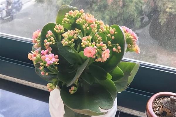 长寿花叶子发软如何处理，夏季每隔1-3天浇一次水