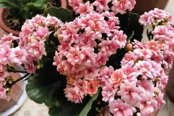 长寿花叶子发软如何处理，夏季每隔1-3天浇一次水