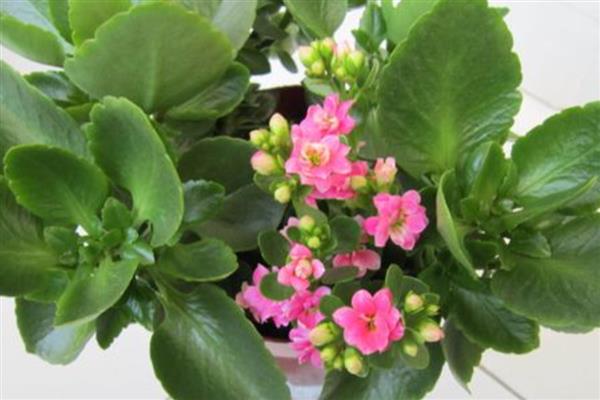 长寿花叶子发软如何处理，夏季每隔1-3天浇一次水