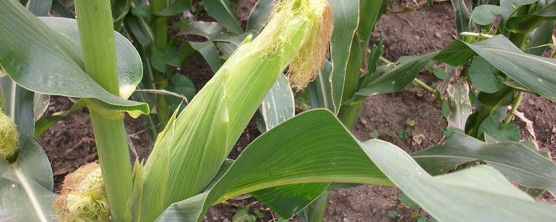 怎么种植爆裂玉米，每埯播种3粒