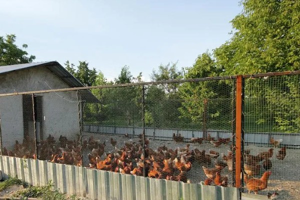 鸡怎么繁殖,公鸡为母鸡授精后会产生受精卵