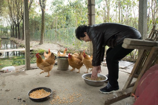 鸡怎么繁殖,公鸡为母鸡授精后会产生受精卵
