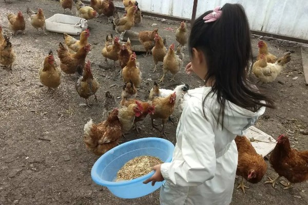 鸡怎么繁殖,公鸡为母鸡授精后会产生受精卵