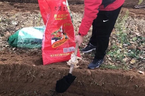 怎么种植爆裂玉米，每埯播种3粒