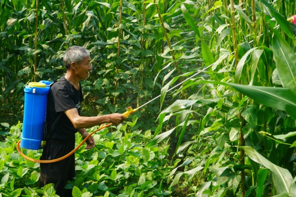 怎么种植爆裂玉米，每埯播种3粒