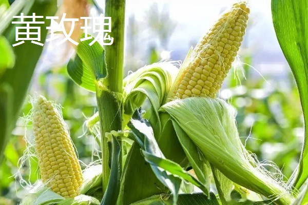 怎么种植爆裂玉米，每埯播种3粒