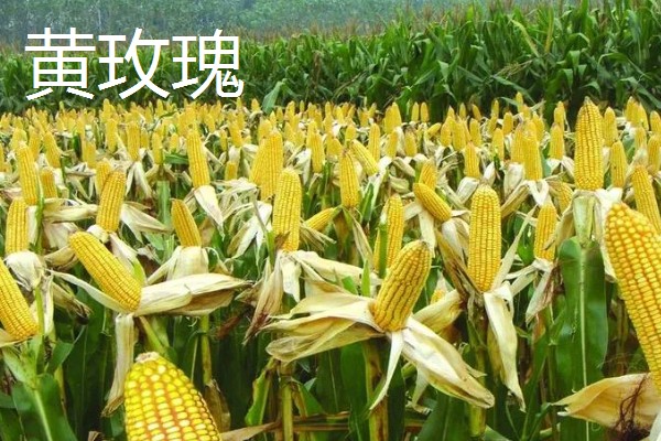 怎么种植爆裂玉米，每埯播种3粒