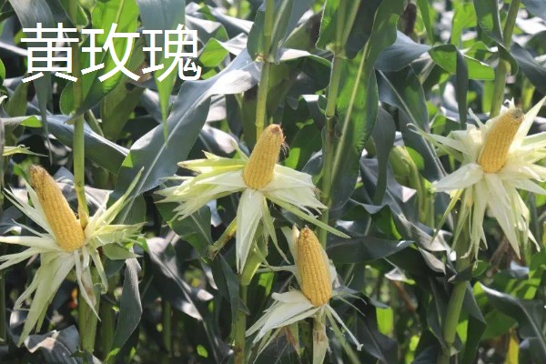 怎么种植爆裂玉米，每埯播种3粒