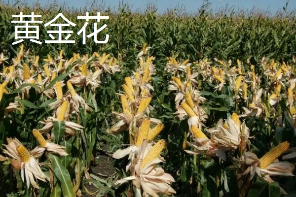 怎么种植爆裂玉米，每埯播种3粒