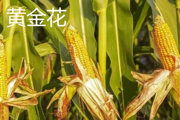 怎么种植爆裂玉米，每埯播种3粒