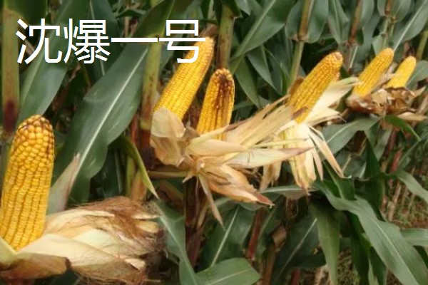 怎么种植爆裂玉米，每埯播种3粒