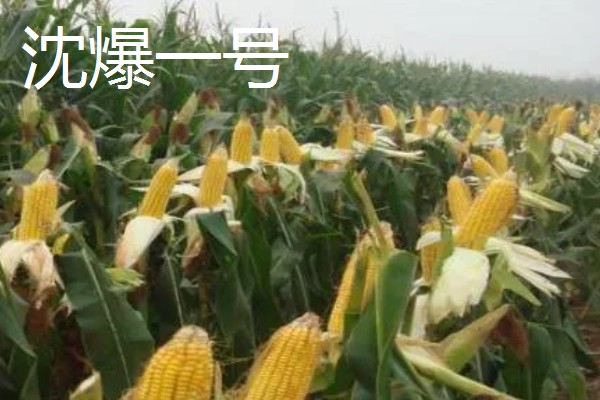 怎么种植爆裂玉米，每埯播种3粒