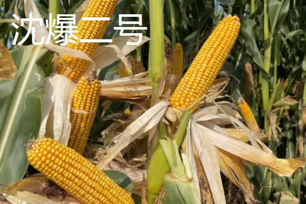 怎么种植爆裂玉米，每埯播种3粒