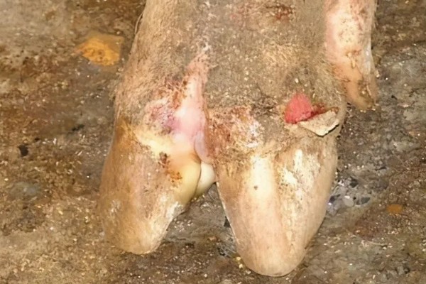 牛口蹄疫的原因,由口蹄疫病毒侵入动物机体内引起的