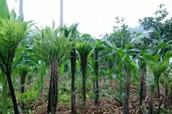 魔芋的种植方法,通常需要起垄种植