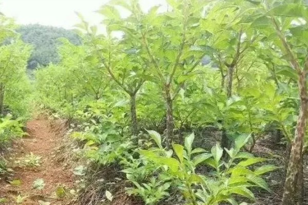 魔芋的种植方法,通常需要起垄种植