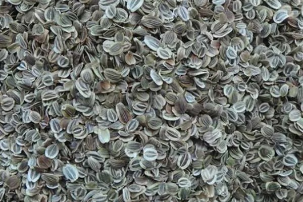 前胡怎么种植,齐苗后追施人畜粪水或尿素