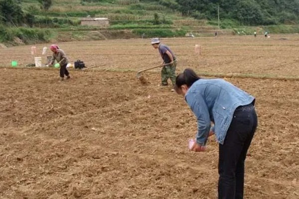 前胡怎么种植,齐苗后追施人畜粪水或尿素