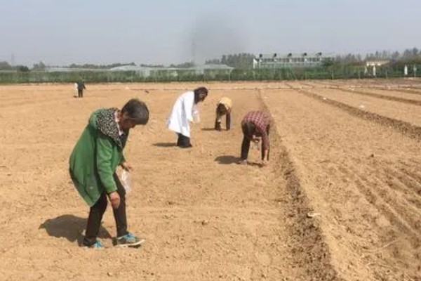 前胡怎么种植,齐苗后追施人畜粪水或尿素