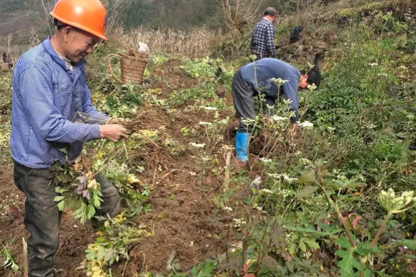 前胡怎么种植,齐苗后追施人畜粪水或尿素