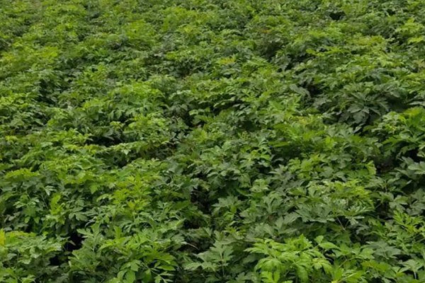 前胡怎么种植,齐苗后追施人畜粪水或尿素