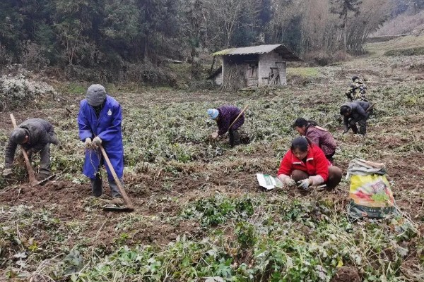 前胡怎么种植,齐苗后追施人畜粪水或尿素