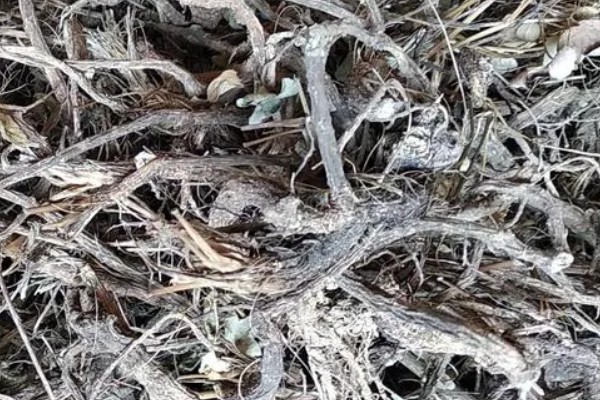 前胡怎么种植,齐苗后追施人畜粪水或尿素