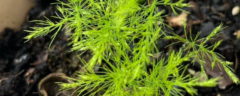 文竹新芽掐尖方法，把植株顶部长出的新芽剪除