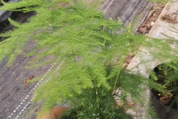 文竹新芽掐尖方法,把植株顶部长出的新芽剪除