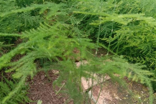 文竹新芽掐尖方法,把植株顶部长出的新芽剪除