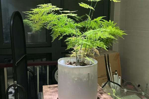 文竹新芽掐尖方法,把植株顶部长出的新芽剪除
