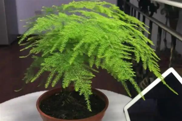 文竹新芽掐尖方法,把植株顶部长出的新芽剪除