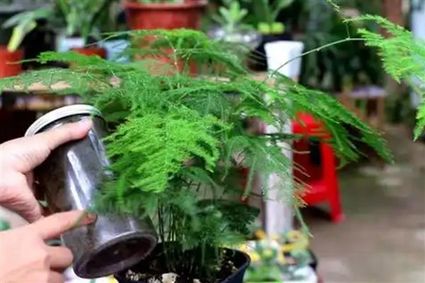 文竹新芽掐尖方法,把植株顶部长出的新芽剪除