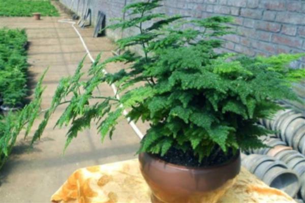 文竹新芽掐尖方法,把植株顶部长出的新芽剪除