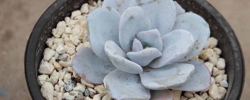 雪山多肉的养殖方法，生长期每隔10-15天浇一次水