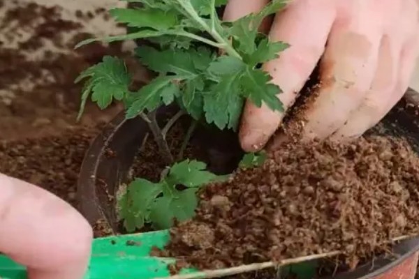 多头菊叶子蔫了如何处理,缺少阳光需放在向阳处养护