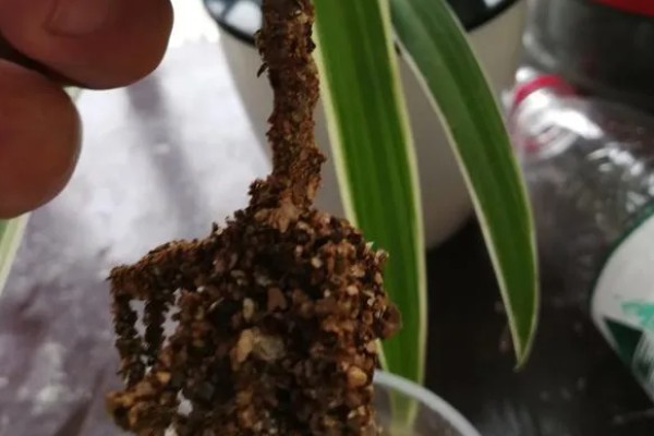 多头菊叶子蔫了如何处理,缺少阳光需放在向阳处养护