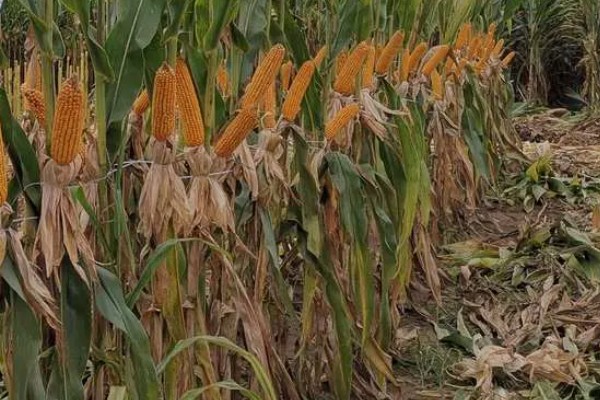 先玉508玉米种的特征特性,抗大斑病和丝黑穗病