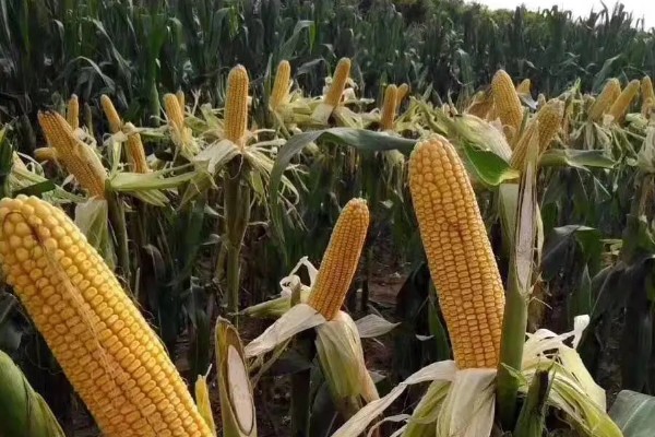 先玉508玉米种的特征特性,抗大斑病和丝黑穗病