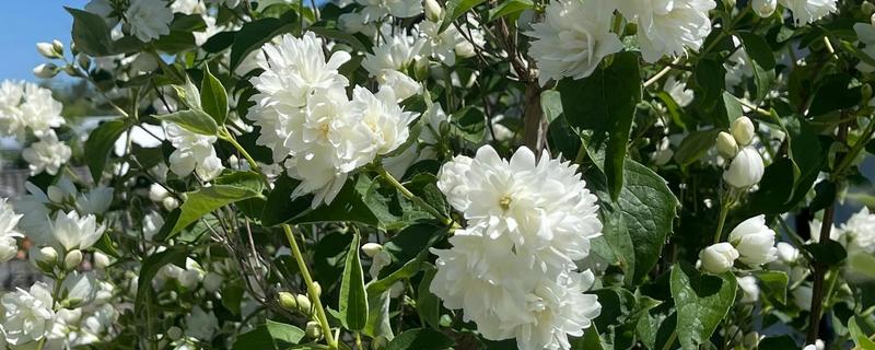 山梅花怎么养殖，生长期追施复合肥
