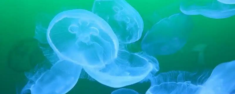 水母有没有毒，大多数品种有毒